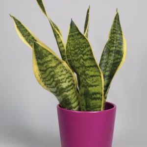 La Sansevieria